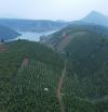 Đất cà phê Hồ Đắc Long Thượng huyện Bảo Lâm 1,1 hecta