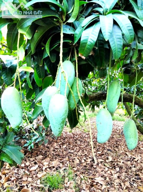 Bán vườn xoài ngang 34 dài 50m, đường giao thông, sổ hồng riêng. - 3