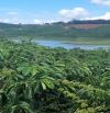 Cần bán 4,4 ha đất giáp sông tại Ninh Gia, đất bám mặt sông hơn 1 km