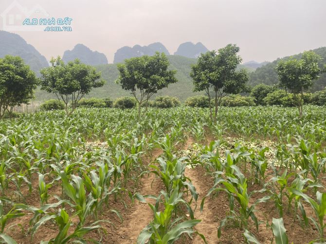 SIÊU PHẨM BÁM SÔNG BÔI 50M GẦN DỰ ÁN SUN GROUP TẠI NUÔNG RĂM KB - 1
