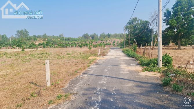 BÁN ĐẤT PHƯỚC HỘI ĐẤT ĐỎ BÀ RỊA VŨNG TÀU DIỆN TÍCH 500m giá 2 tỷ