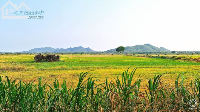 BÁN ĐẤT AN NHỨT LONG ĐIỀN BÀ RỊA VŨNG TÀU DIỆN TÍCH 170m VIEW NÚI, CÁNH ĐỒNG giá 1.85 tỷ - 3