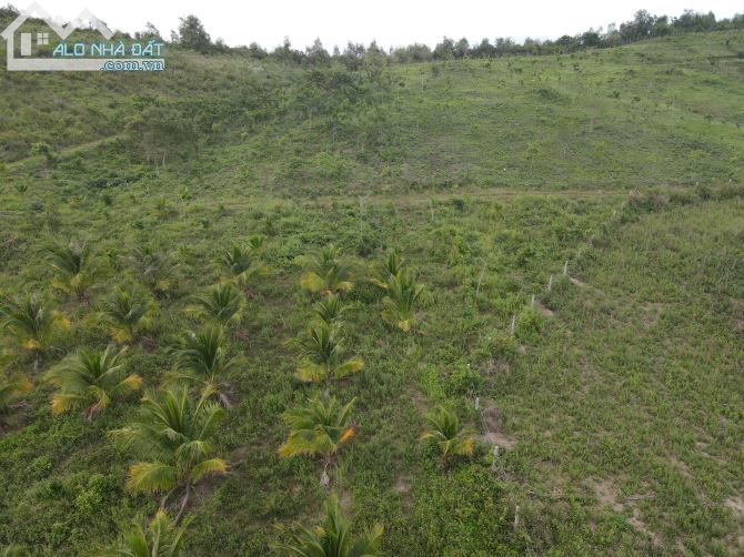 Cần ra lô rẫy cực đẹp dt 3ha thực tế 3.6ha tân bình ninh bình tx Ninh hoà - 1