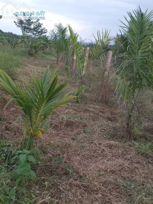 Cần ra lô rẫy cực đẹp dt 3ha thực tế 3.6ha tân bình ninh bình tx Ninh hoà - 3