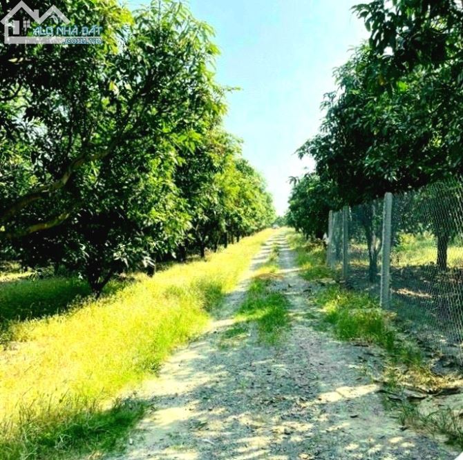 Bán vườn xoài 1007m2 (20*50), đường hiện hữu, gần trường, chợ, sổ sẵn. - 3