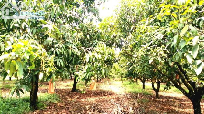 Bán vườn xoài 1007m2 (20*50), đường hiện hữu, gần trường, chợ, sổ sẵn.