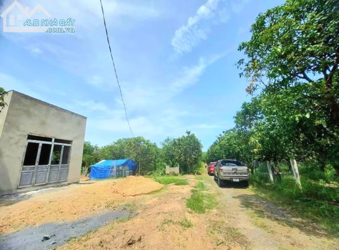 Bán vườn xoài ngang 34 dài 50m, đường giao thông, sổ hồng riêng. - 5