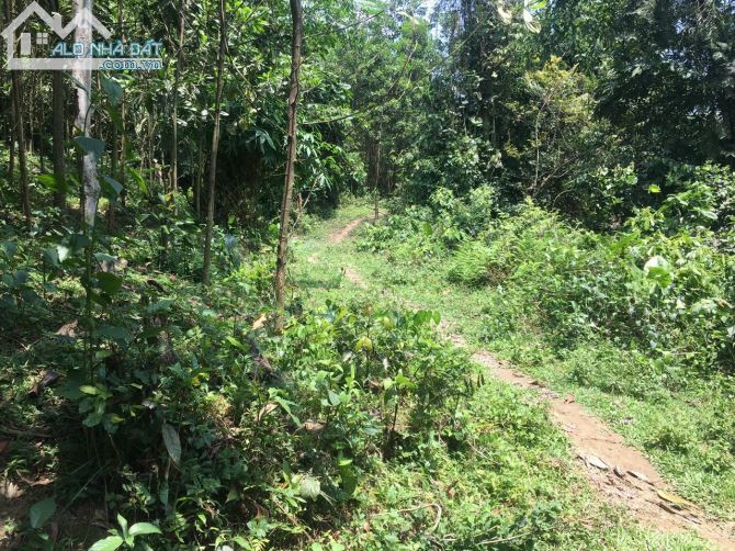 Chuyển nhượng 10ha đất RSX có suối chảy trong đất tại Hợp Đồng Kim Bôi - 4