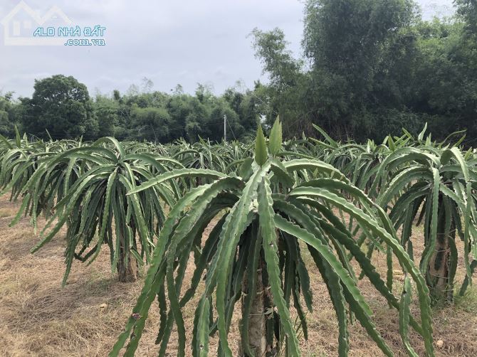 Cần bán lô đất View Sông đang trồng thanh long, gần Cao Tốc