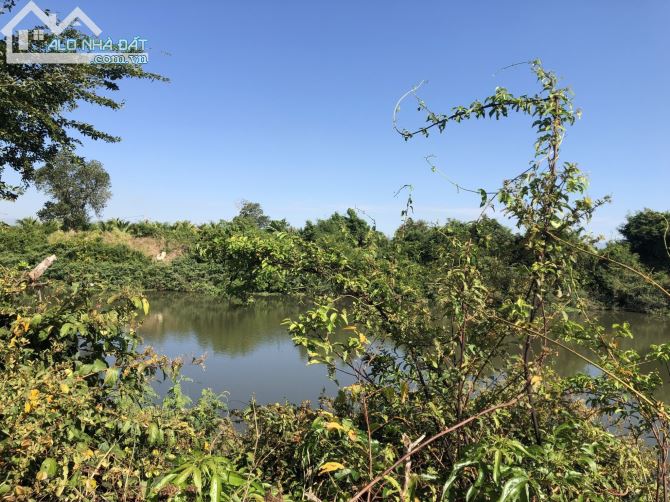 Cần bán lô đất View Sông đang trồng thanh long, gần Cao Tốc - 1