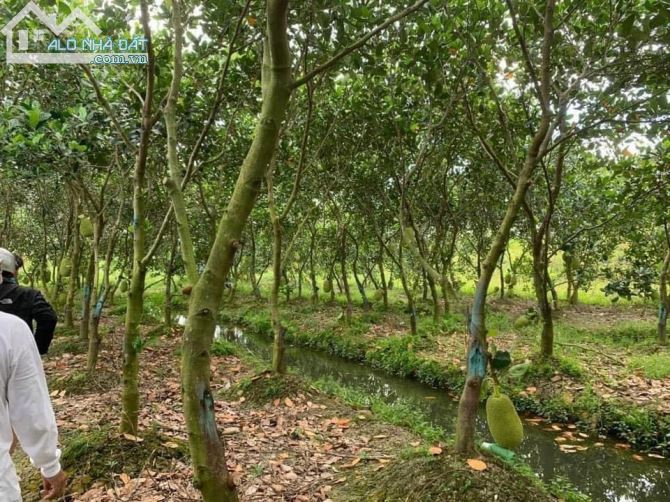 bán 969m2 đất CLN - Phú Thứ - Cái Răng. gần lộ 40m chuẩn bị mở, giá 2,5 triệu/m2 - 1