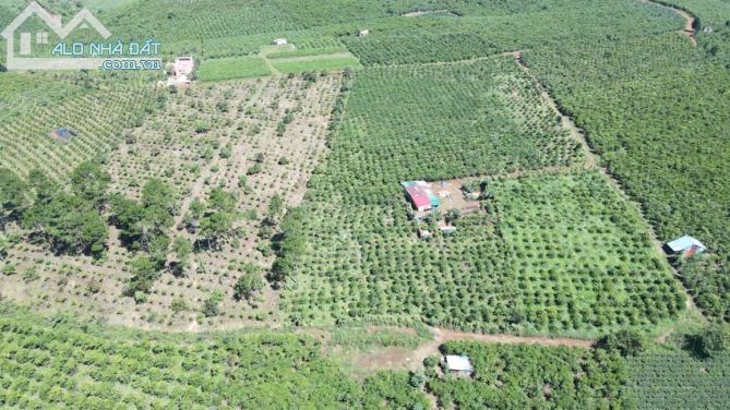 Đất vườn hồ Đắc Long Thượng 14.000m², view rừng thông rất đẹp, xe hơi tận nơi - 3