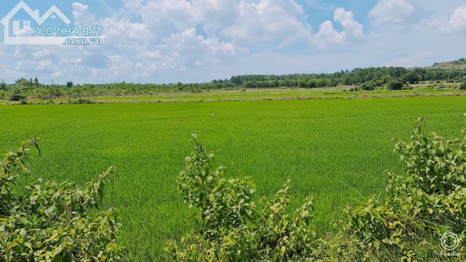 BÁN ĐẤT THỊ TRẤN ĐẤT ĐỎ BÀ RỊA VŨNG TÀU diện tích 710m giá 3,95 tỷ - 4