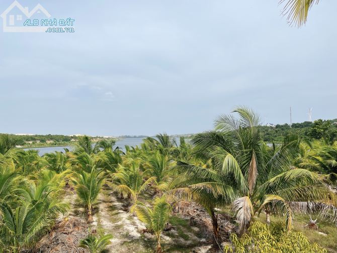 Cần Bán 10000m2 Sát Bàu Trắng View Cực Đẹp MT 180m Huyện Bắc Bình Tỉnh Bình Thuận - 2
