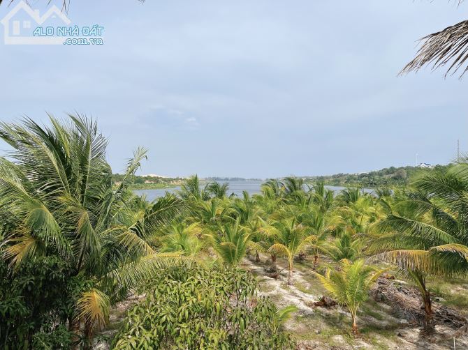 Cần Bán 10000m2 Sát Bàu Trắng View Cực Đẹp MT 180m Huyện Bắc Bình Tỉnh Bình Thuận - 3
