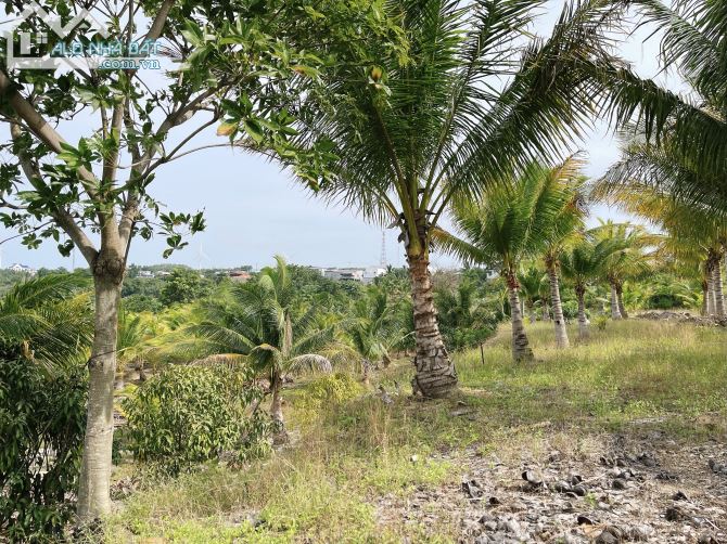 Cần Bán 10000m2 Sát Bàu Trắng View Cực Đẹp MT 180m Huyện Bắc Bình Tỉnh Bình Thuận - 5