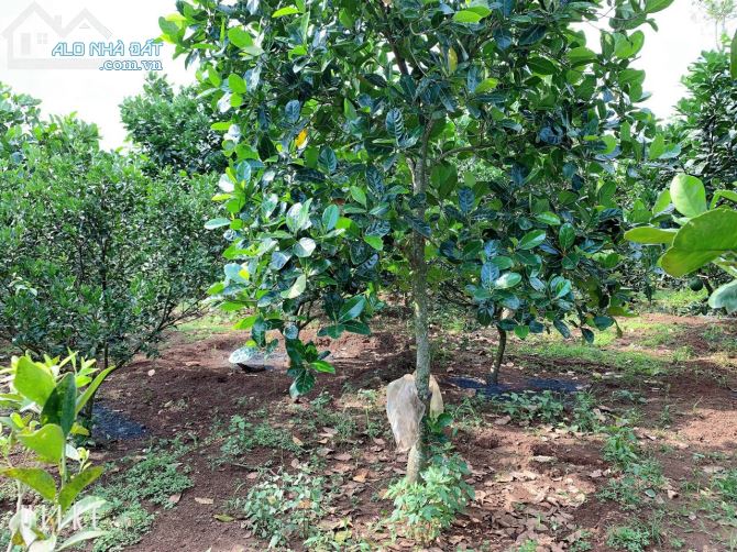Bán khoảng 4 sào (4000m2) đất Bàu Chinh, huyện Châu Đức, BRVT. - 1