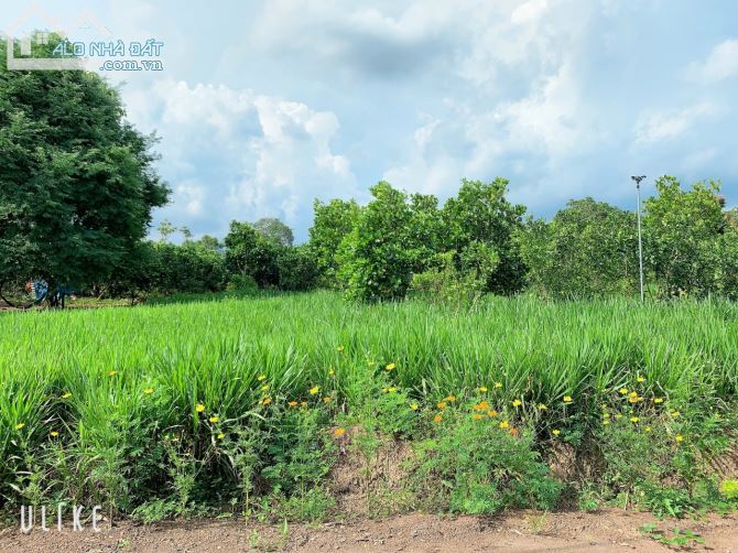 Bán khoảng 4 sào (4000m2) đất Bàu Chinh, huyện Châu Đức, BRVT. - 4
