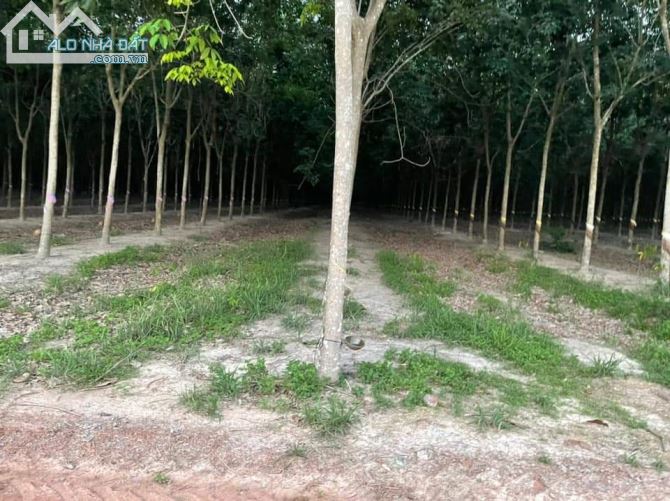 BÁN ĐẤT CAO SU  BẮC TÂN UYÊN  ĐỐI DIỆN CỔNG KCN VSIP 3, DT 42000M2 GIÁ 14 TI/HEC - 3
