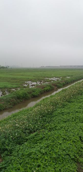 Bán 2ha đất TMDV  trục chính thị xã Mỹ Hào, Hưng Yên