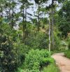 Bán lô đất trên đồi xây biệt thự gần rừng thông rất đẹp tại tp Đà Lạt. 10ti5 - 250m²