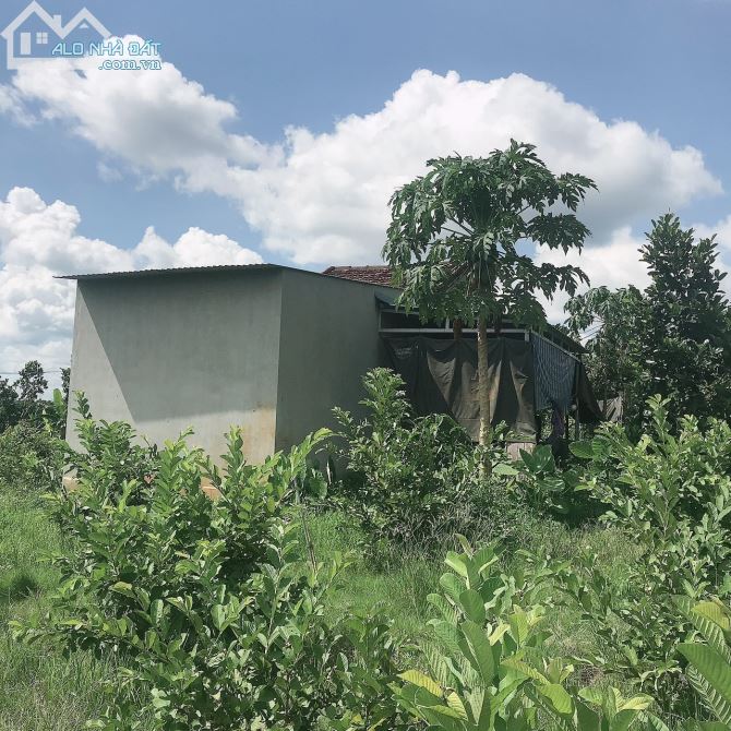 BÁN ĐẤT TẶNG NHÀ TẠI XÃ EA NUÔL BUÔN ĐÔN ĐĂK LĂK - 4