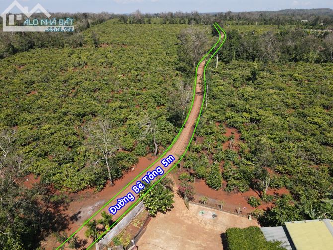 1,1ha đất vườn cà phê, Tiêu và nhà cấp 4 kiên cố, Đường Bê Tông 5m, Tại Eaknuếc, Kroongpắc - 1