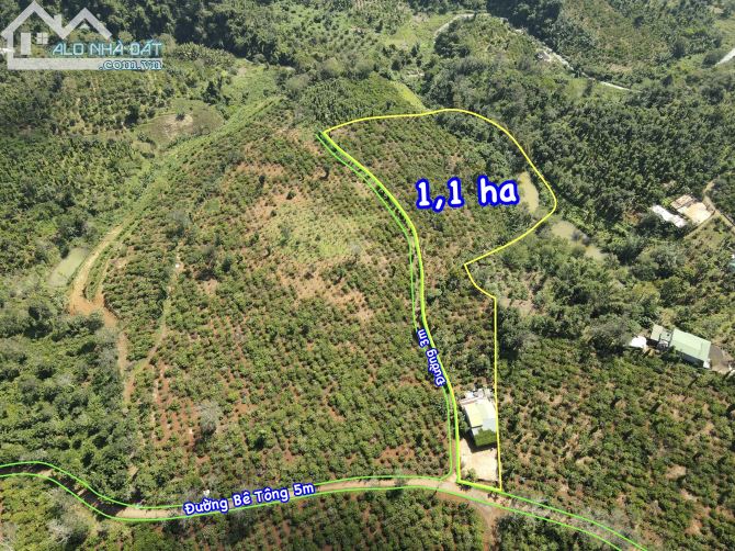 1,1ha đất vườn cà phê, Tiêu và nhà cấp 4 kiên cố, Đường Bê Tông 5m, Tại Eaknuếc, Kroongpắc - 3