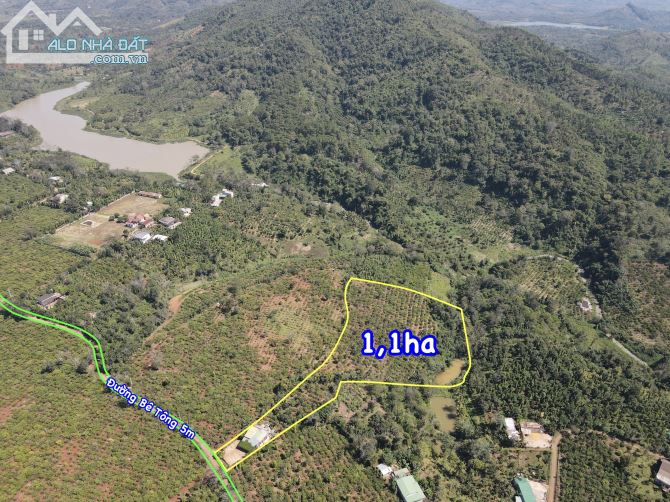 1,1ha đất vườn cà phê, Tiêu và nhà cấp 4 kiên cố, Đường Bê Tông 5m, Tại Eaknuếc, Kroongpắc - 4