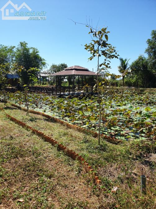 Bán 3 sào 8 đất vườn trung tâm Ma Lâm, 2 mặt tiền đường, liền kề cao tốc - 2