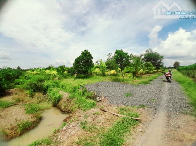 Bán vườn mít thái 1275m2 đất view Sông Vàm cỏ, 950 tr - 3