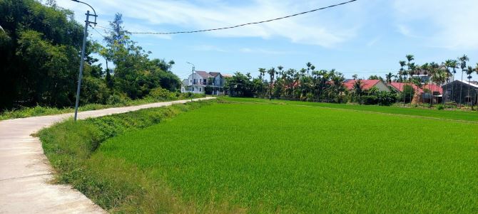 Bán lô dất view lúa ngay trung tâm cánh đồng An Mỹ