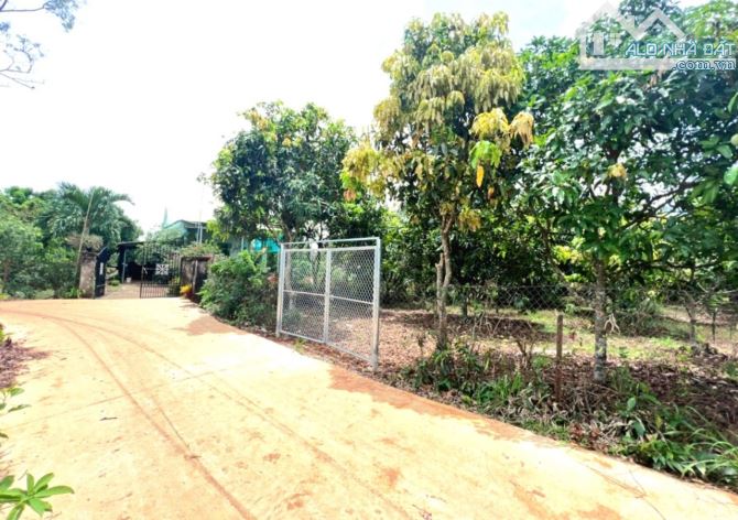Kẹt tiền bán gấp 1000m2 full hồng, đường bê tông, view hồ Trị An.