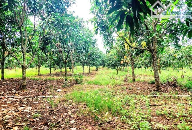 Kẹt tiền bán gấp 1000m2 full hồng, đường bê tông, view hồ Trị An. - 2