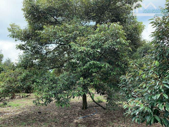 Bán khoảng 9 sào (9119m2) đất Sông Xoài, thị xã Phú Mỹ, BRVT.