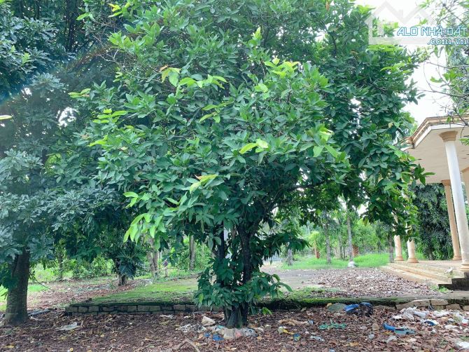 Bán khoảng 1 mẫu 5 (14.959m2) đất Sông Xoài, thị xã Phú Mỹ, BRVT. - 2