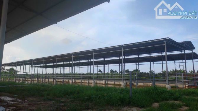 bán hơn 220.000m2 đát 03 ven sông Luộc xã Dũng Tiến, Vĩnh Bảo, Hp - 2