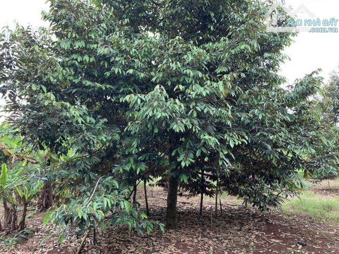 Bán khoảng 9 sào (9119m2) đất Sông Xoài, thị xã Phú Mỹ, BRVT. - 3