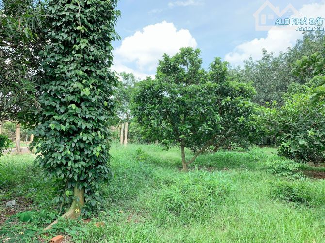 Bán khoảng 1 mẫu 5 (14.959m2) đất Sông Xoài, thị xã Phú Mỹ, BRVT. - 3