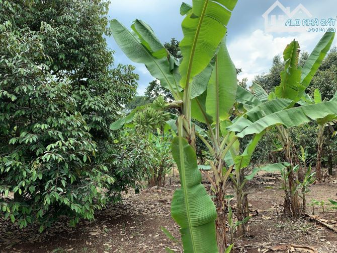 Bán khoảng 9 sào (9119m2) đất Sông Xoài, thị xã Phú Mỹ, BRVT. - 4