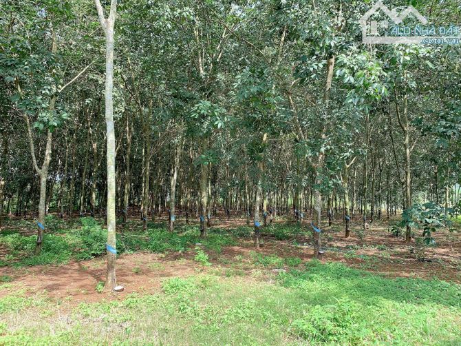 Bán khoảng 1 mẫu 5 (14.959m2) đất Sông Xoài, thị xã Phú Mỹ, BRVT. - 4