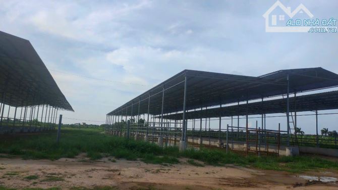 bán hơn 220.000m2 đát 03 ven sông Luộc xã Dũng Tiến, Vĩnh Bảo, Hp - 4