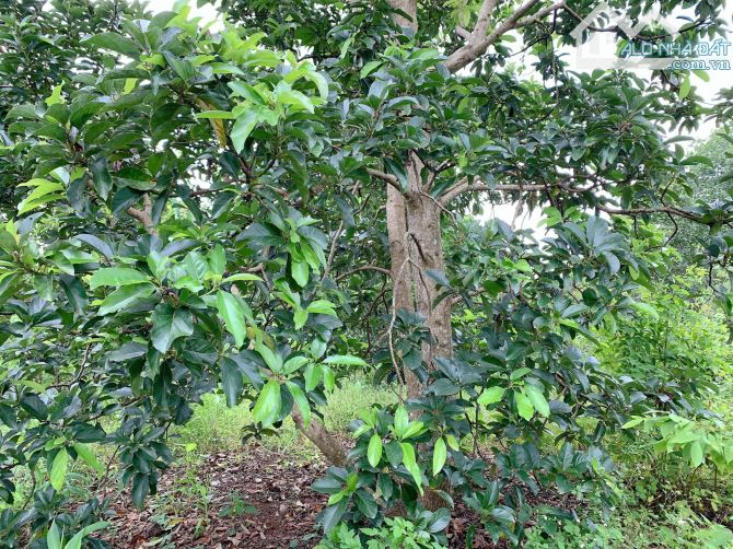 Bán khoảng 9 sào (9119m2) đất Sông Xoài, thị xã Phú Mỹ, BRVT. - 5