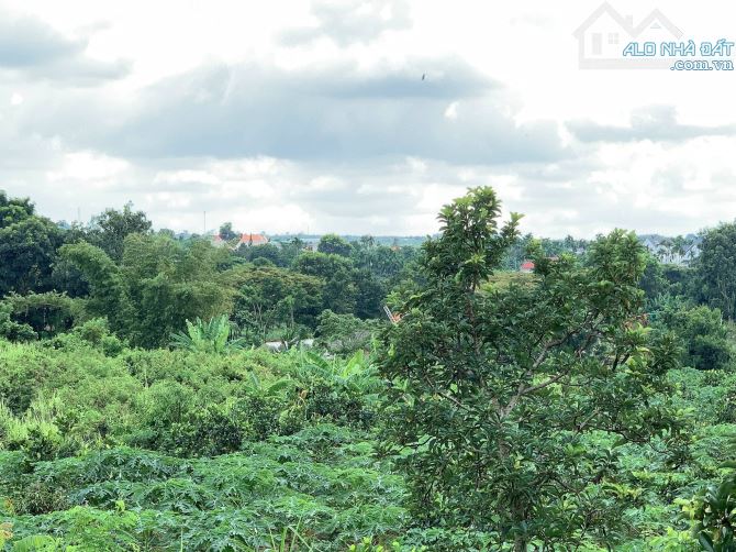 Bán khoảng 9 sào (9119m2) đất Sông Xoài, thị xã Phú Mỹ, BRVT. - 6