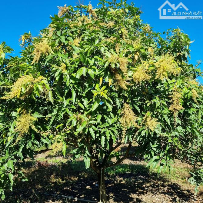 BÁN ĐẤT 1 SẸC QUỐC LỘ 20 KHU DÂN CƯ  2000M2(26MX77M) VƯỜN XOÀI CÁT HÒA LỘC CÁCH QUỐC LỘ 20 - 3