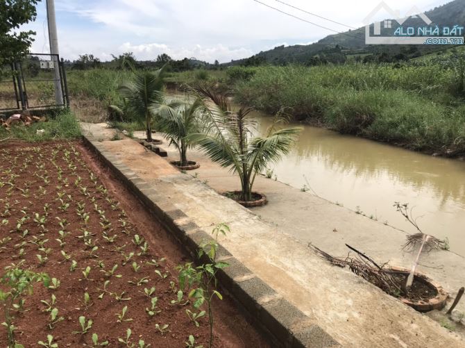 Sân vườn Lộc Châu Bảo Lộc, giáp sông tuyệt đẹp. - 2