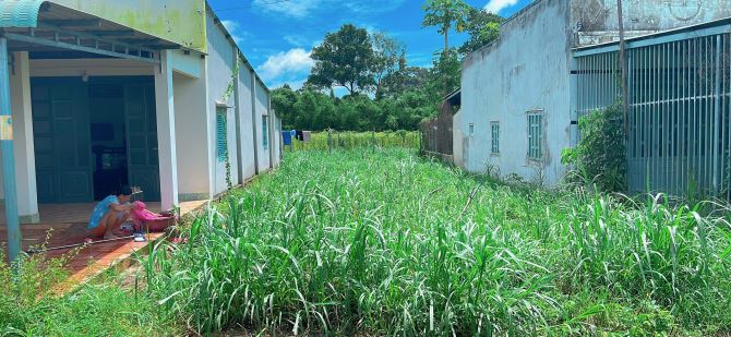 BÁN ĐẤT THỊ TRẤN ĐẤT ĐỎ BÀ RỊA VŨNG mặt tiền đường nhựa - 1
