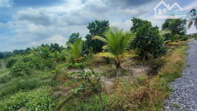 Quá đẹp, Bán vườn dừa, mít thái 1280m2 đất 950 tr - 5