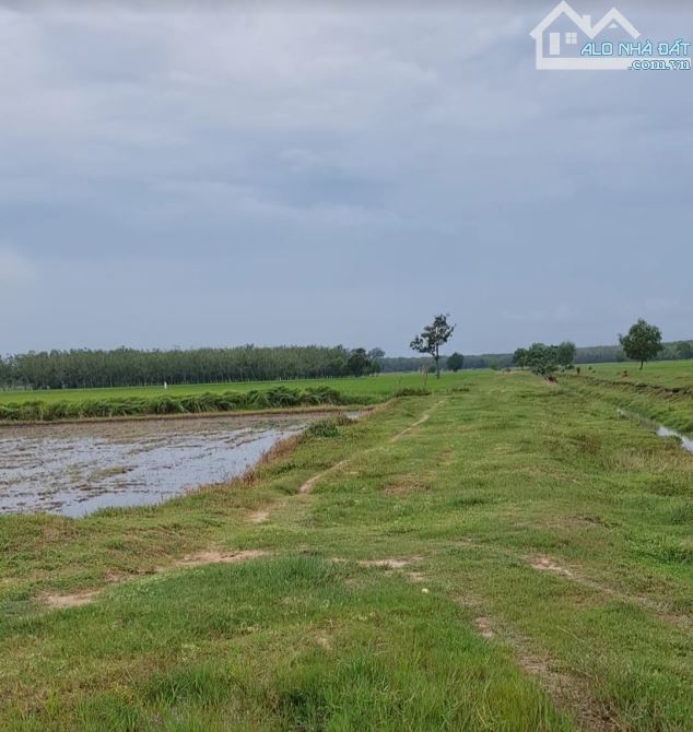 Cắt lỗ 1 nửa tiền, bán gấp gần 6.2 công đất Châu Thành, Tây ninh