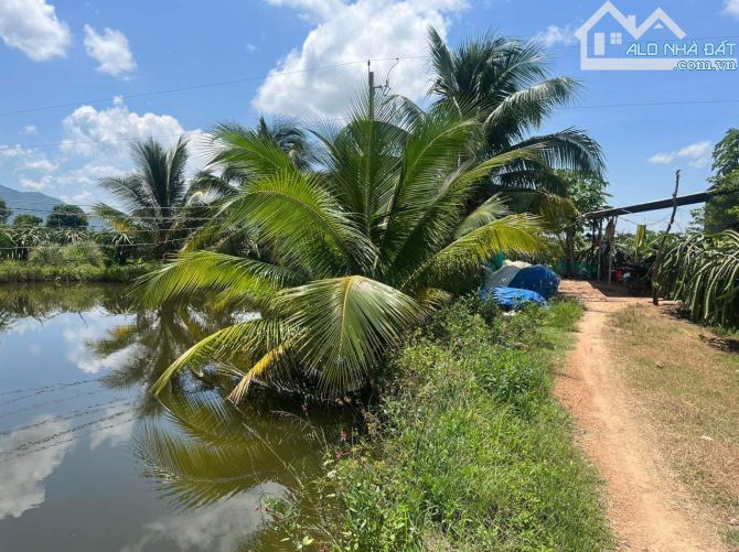 Bán rẫy vườn thanh long tươi tốt 1000 trụ, điện bình, chòi, ao đầy đủ tại xã Hàm Thạnh,